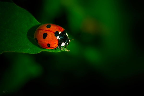 Татьяна Мищенко