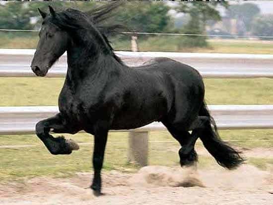 Медет Оразгалиев