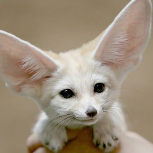 Ольга Овертан