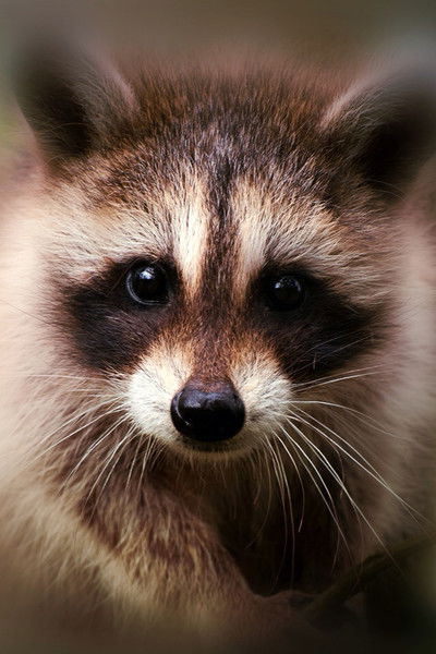 Полина Салимова