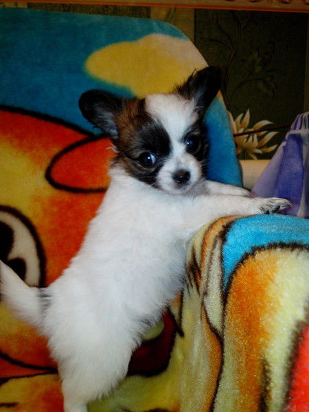 Эльвира Гриценко