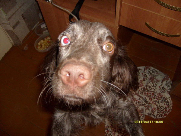 Алла Максимова