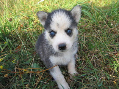 Даша Конвенсарова