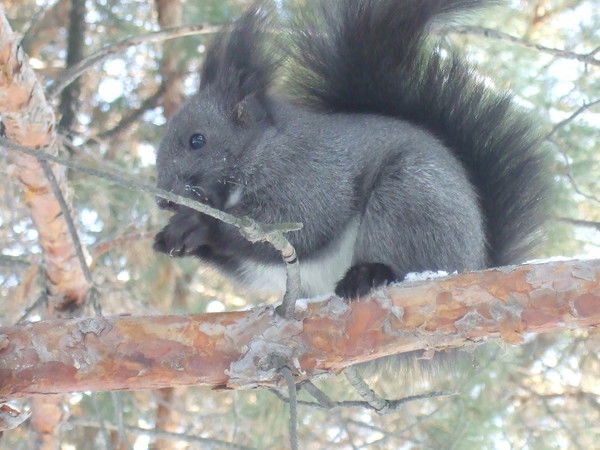 Ирина Прохоренко