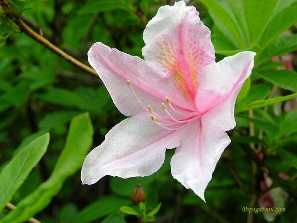 Наташа Соснина