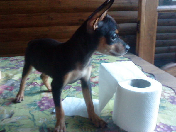 Алена Григорьева