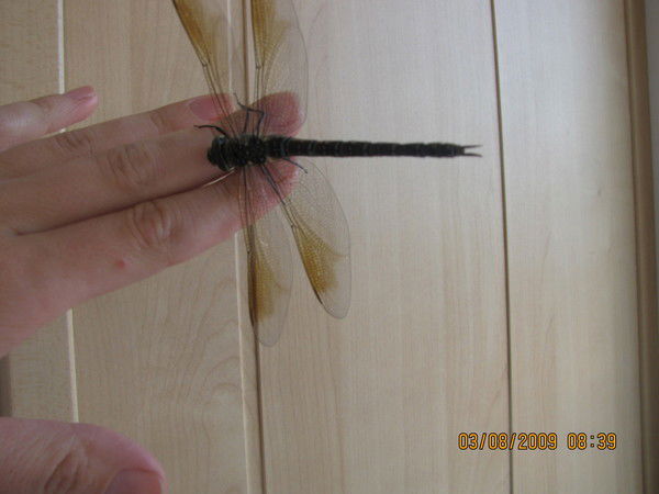 Зинаида Дубовец