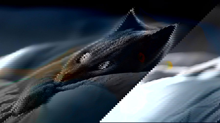 Ветер Зимний