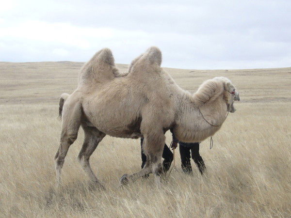 Администрация Цаган-Ола