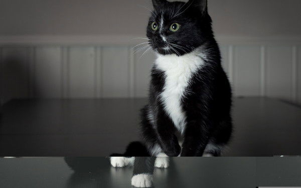 Х.а.н.т.е.р С