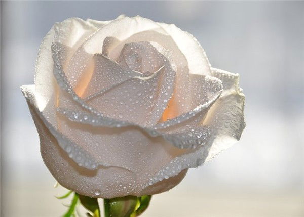 Александра Григорьева