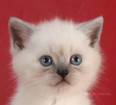 Василиса Поташкина