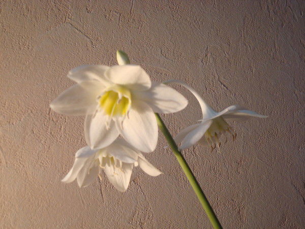 Марина Грудева