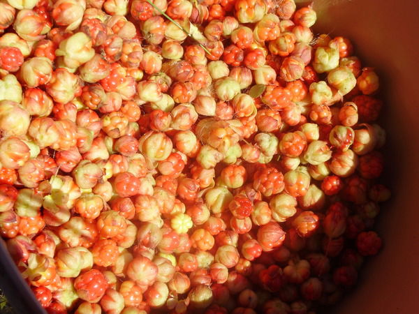 Елена Суздалова