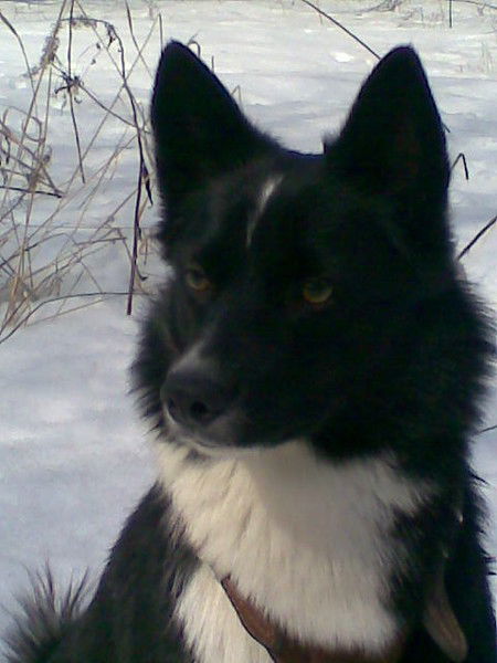 Татьяна Черных