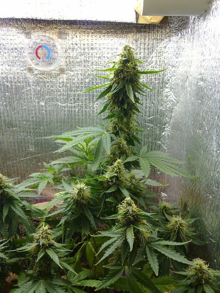 Виктор Галицких