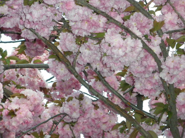 Оксана Рогозина