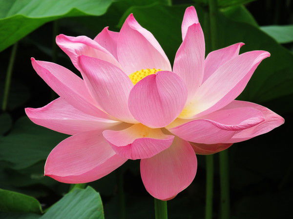 Омар Аширов