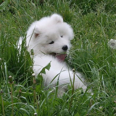 Света Иванова