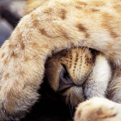 Саша Бежбармакова