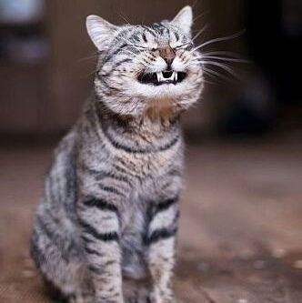 Татьяна Дьяченко