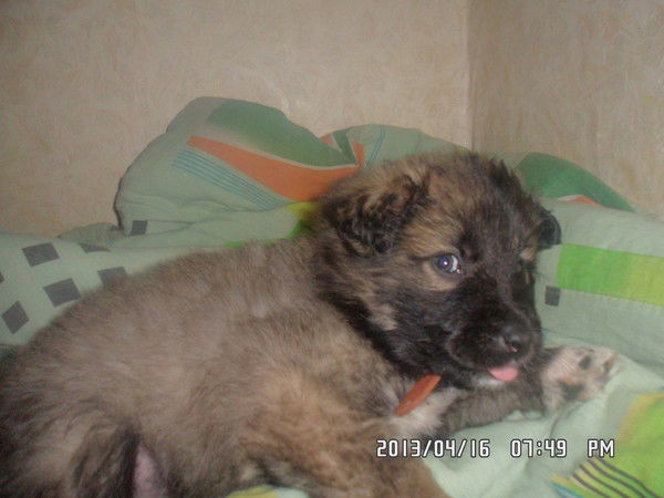 Николай Ляшенко