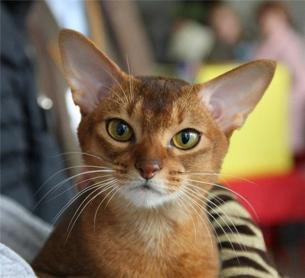 Антонина Кириллова