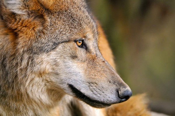 Марина Деркунская(Пережигина)