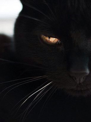 Анастасия Хобалова