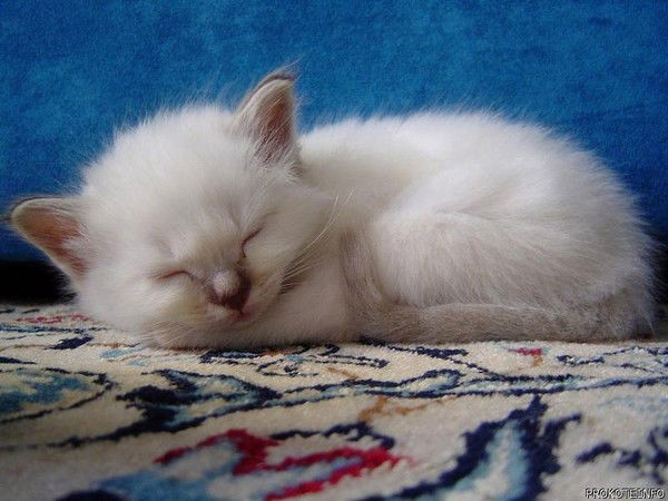 Олеся Манукьян