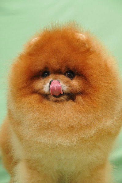 Череп Фауст Мифистофель 3