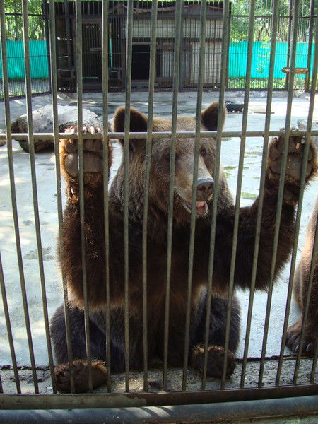 Антон Троеглазов