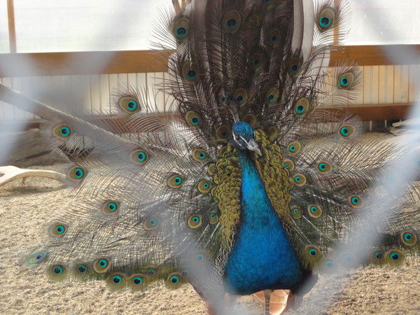 Алексей Мягков