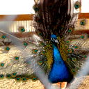 Алексей Мягков