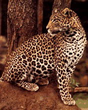 Аня Кистаева