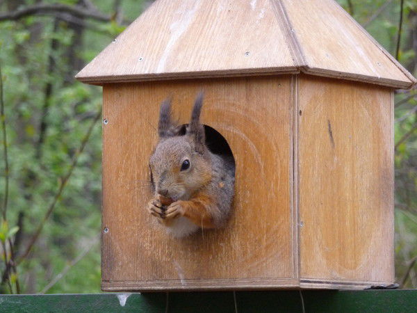 Георгий Чеверев