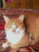 Дмитрий Санин