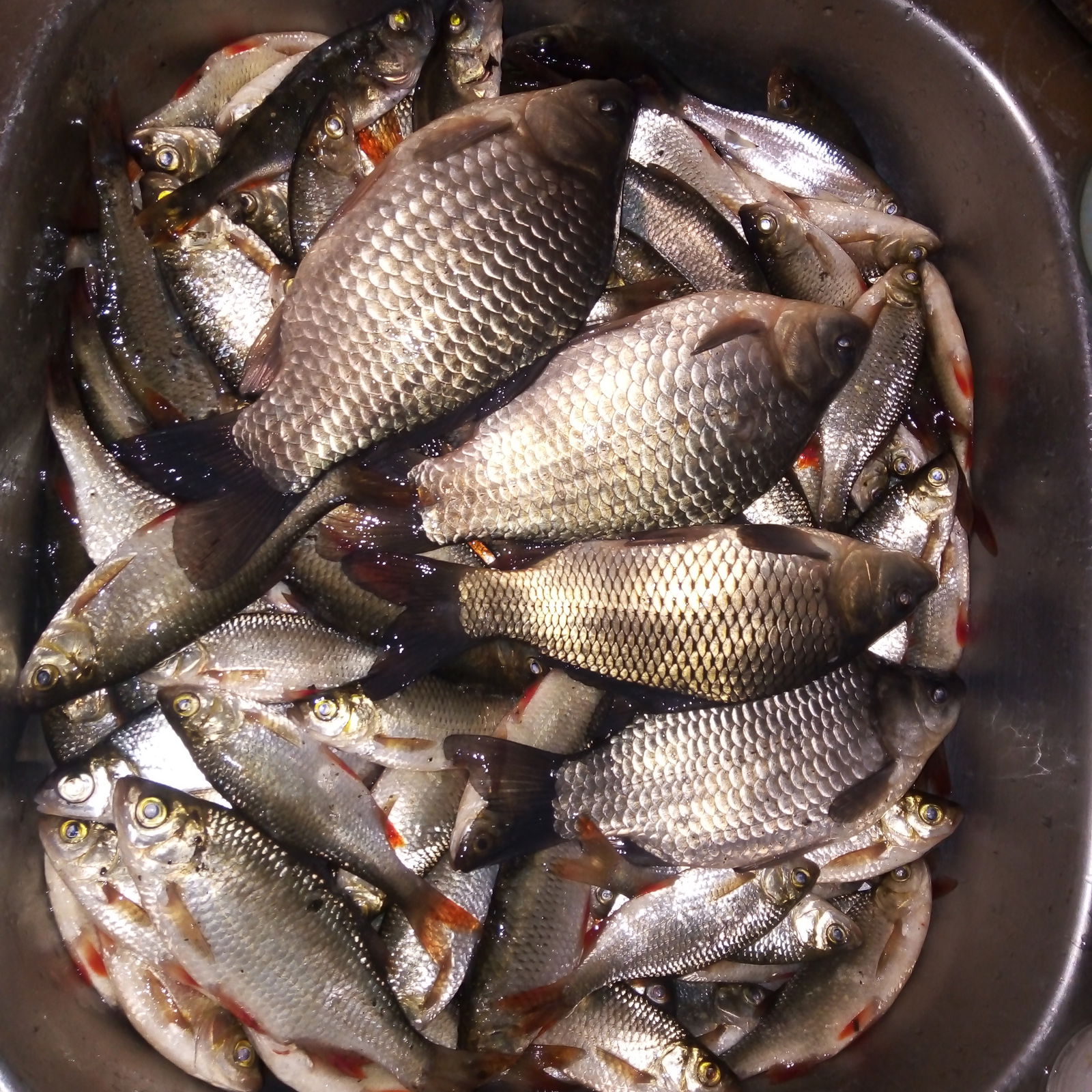 Александр Бережной