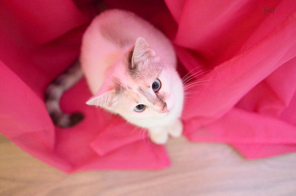 Наташа Cерова