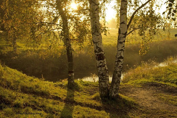 Лариса Чижик