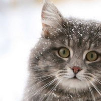 Ольга Торопова