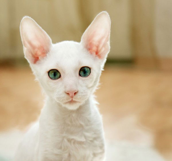 Светлана Резвушкина