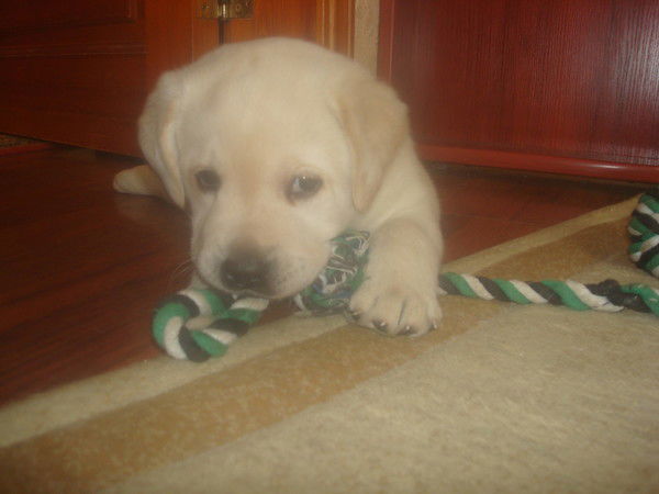 Кирилл Распутин