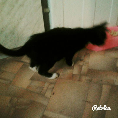 Вероника Тимофеева