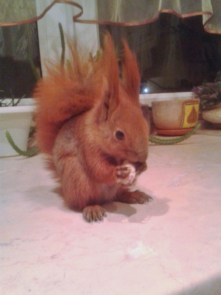 Сателла Харвенхейт