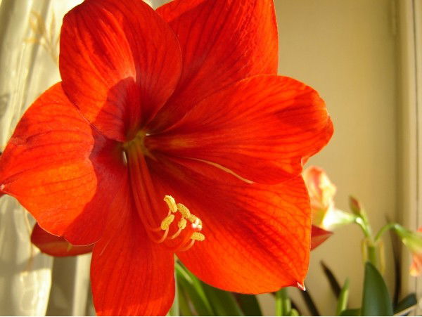 Cветлана М***