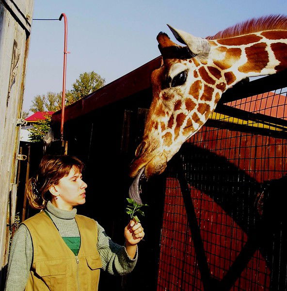 Елена Ермолаева