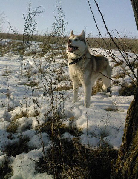 Андрей Даньшин