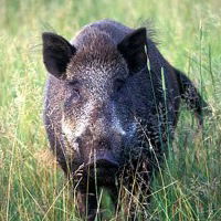 Александр Иванов