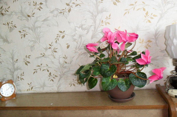 Вера Беляева